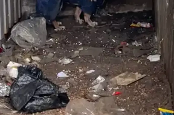 Объявления о пропавших и найденных животных, Невинномысск, фото: Собака найдена: ул. Калинина, 180, Невинномысск