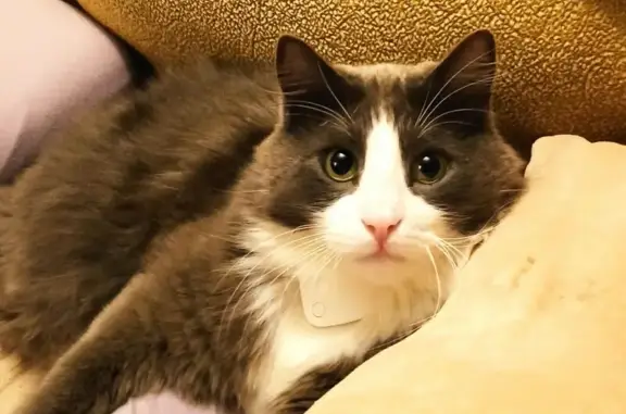 Пропала кошка, 3-й проезд, Пушкин - photo