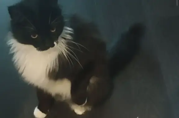 Пропала кошка, Советская 79, Пряжа - photo