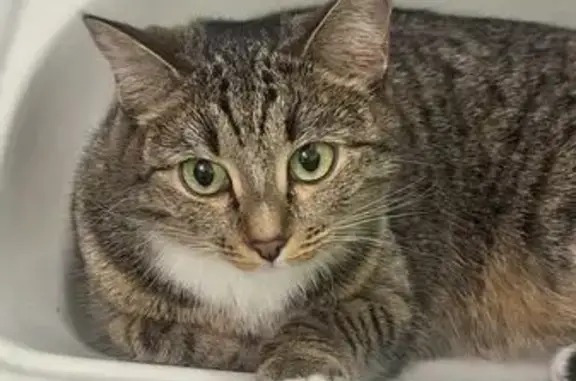 Пропала кошка, Салютная ул., Челябинск - photo