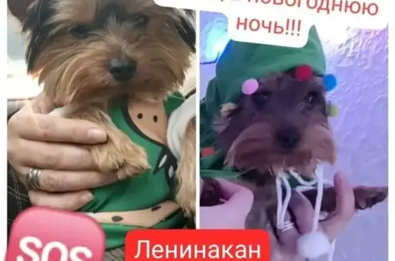 Собаки потеряшки, Ленинакан, фото: Потеряшка собака, Ленинакан