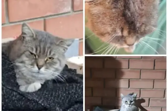 Пропала кошка, Новый - photo