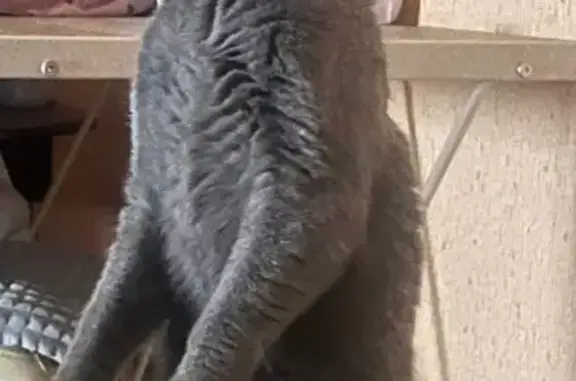 Пропала серая кошка, ул. Жукова, Новая Усмань - photo