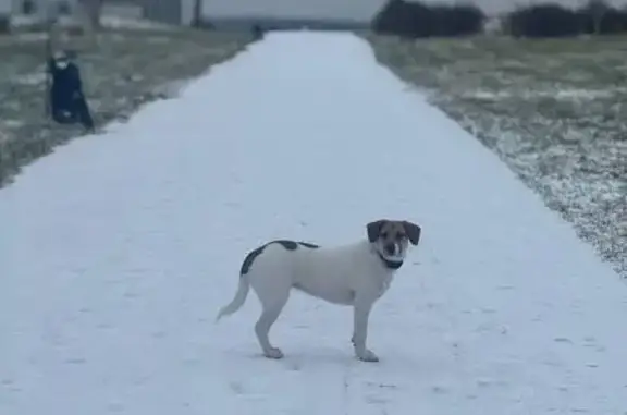 Пропала собака, Сколково - photo