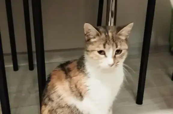 Найдена кошка, Уфа, фото: Найдена кошка, Уфа