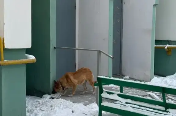 Найдена собака, Воронеж, фото: Собака найдена: ул. 9 Января 233/20