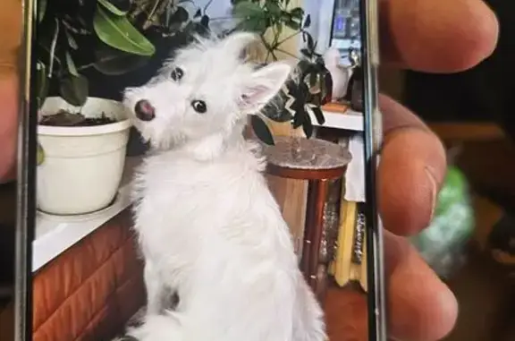 Пропала собака Алиса, ул. Б. Хмельницкого, Омск - photo