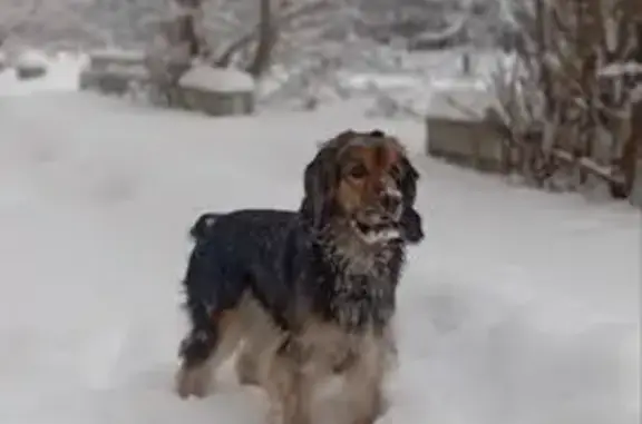 Пропала собака, Ангарск - photo