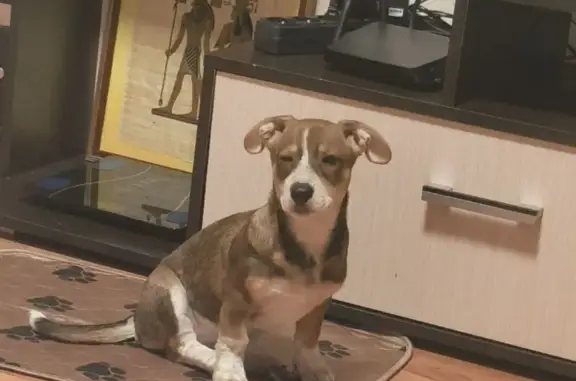 Пропала собака, ул. Рутминского, Екатеринбург - photo