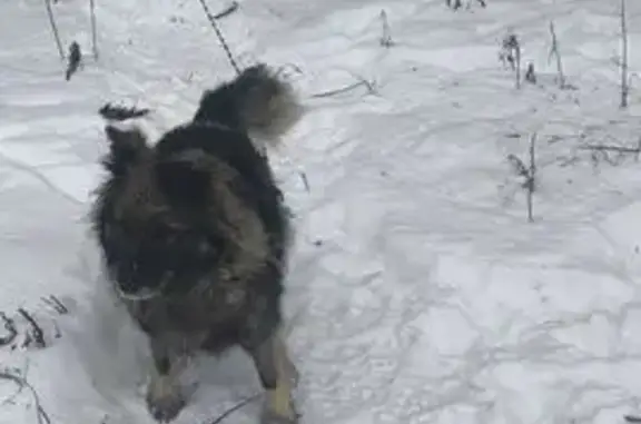 Найдена собака, Дятловка, фото: Собака найдена: Дятловка, МО