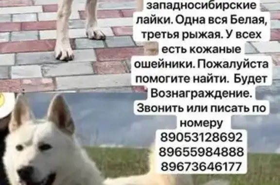 Пропала собака, Морки - photo