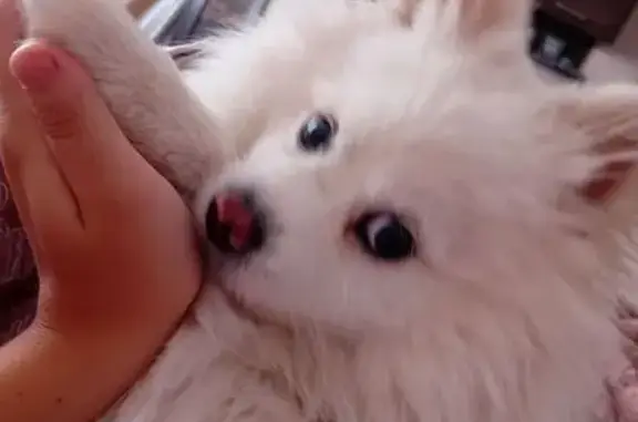 Пропала собака, Фершампенуаз - photo