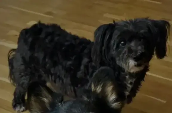 Пропала собака, Челябинск - photo