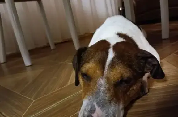 Собака найдена: 3-я Большая Окружная, 20 - photo