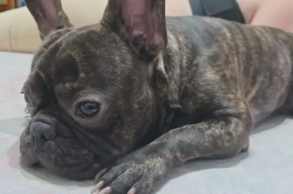 Пропала собака, Горячеводский - photo