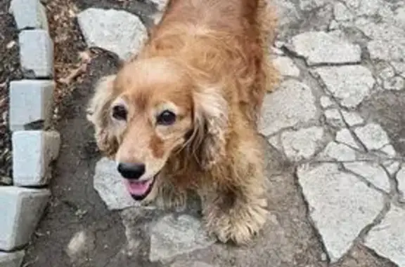 Пропала собака, Таганрог - photo