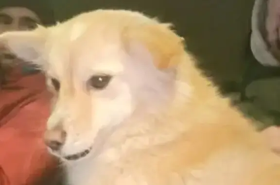 Найдена собака, Уфа, фото: Собака найдена, Р-240, Уфа