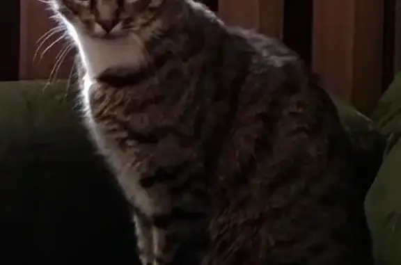 Найдена кошка, Щёлково, фото: Найдена кошка, ул. Пушкина 18, Щёлково