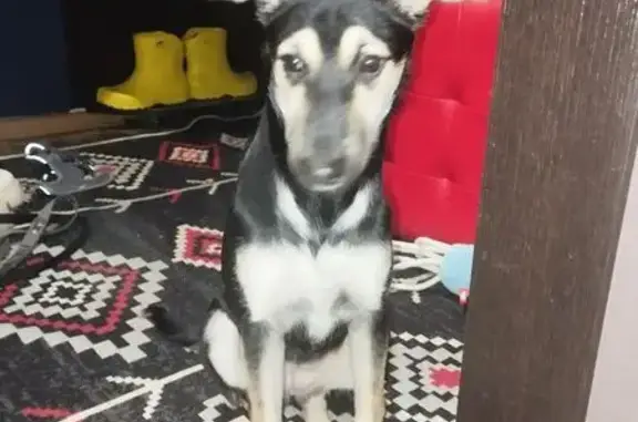 Найдена собака, Смоленск, фото: Найдена собака, ул. Гризодубовой 1В, Смоленск