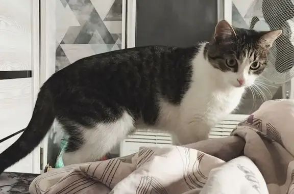 Пропала кошка, Белебей - photo