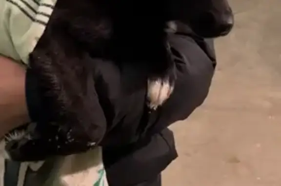 Найдена собака, Ижевск, фото: Найдена собака, Ижевск