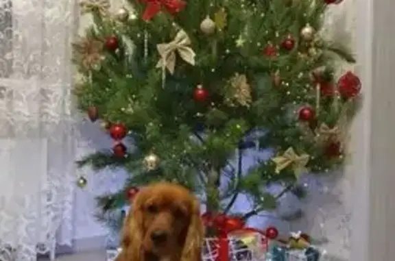 Пропала собака, Сальск - photo