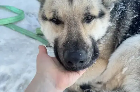 Найдена собака, Корнилово, фото: Собака сбита машиной, ул. Гагарина, Корнилово
