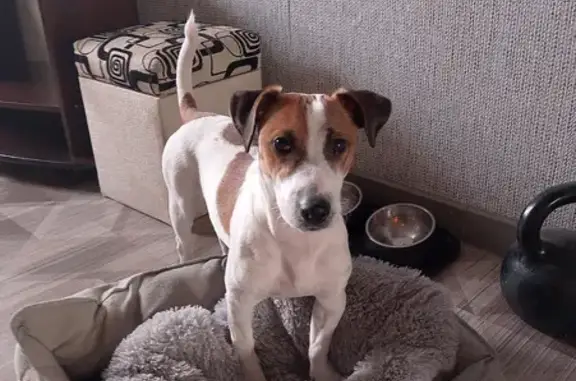 Пропала собака, Краснокамск - photo