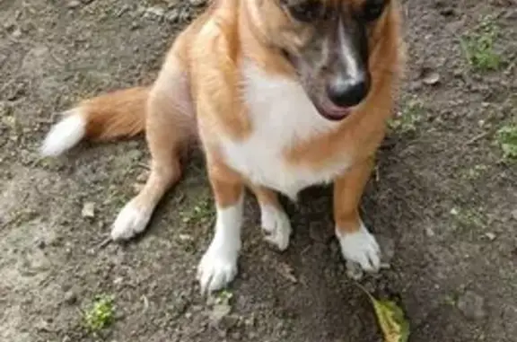 Пропала собака, Гостагаевская - photo