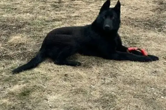 Пропала собака, ул. Чехова, Ордынское - photo