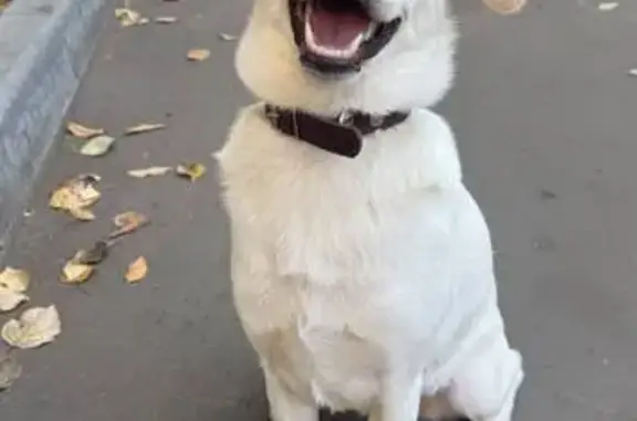 Пропала собака, Люберцы - photo