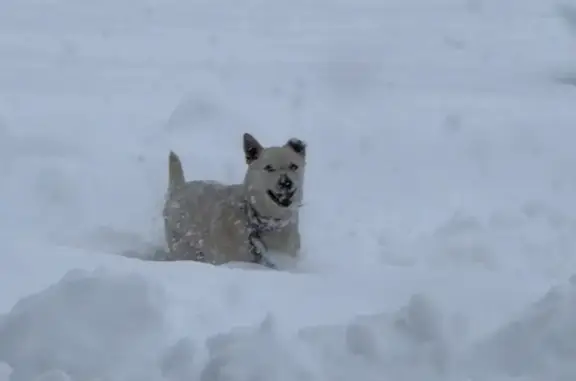 Пропала собака, Майкоп - photo