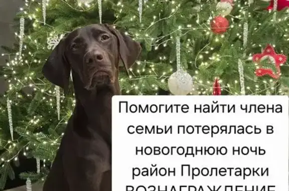 Пропала собака, Шахты - photo