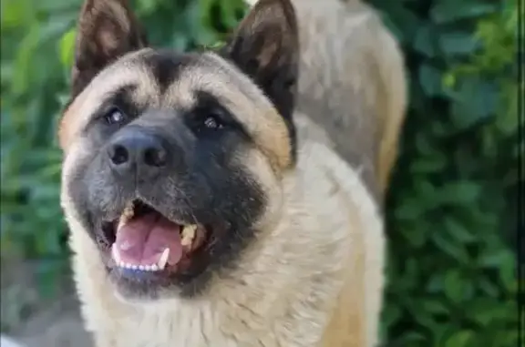 Пропала собака, Подушкино - photo