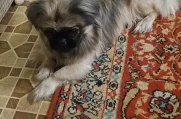 Найдена собака, Тула, фото: Собака найдена: Октябрьская ул., 48Б, Тула