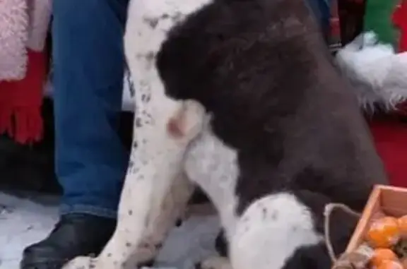 Пропала собака, Одинцово - photo