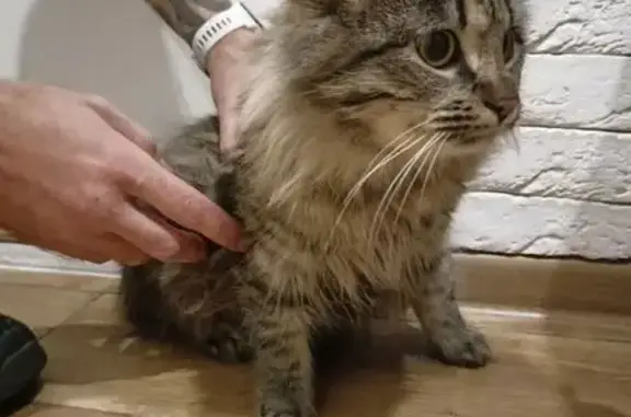 Найдена кошка, Великий Новгород, фото: Кошка найдена на Ворошилова, 19, В. Новгород