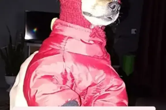 Пропала собака на Комсомольском, 73, Амурск - photo