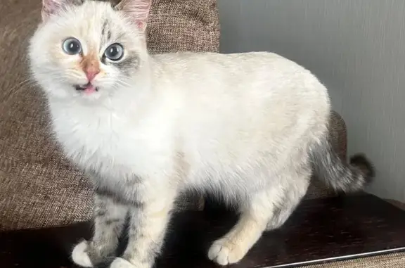 Найдена кошка, Волжский, фото: Кошка найдена: Волжский, Волгоградская обл.