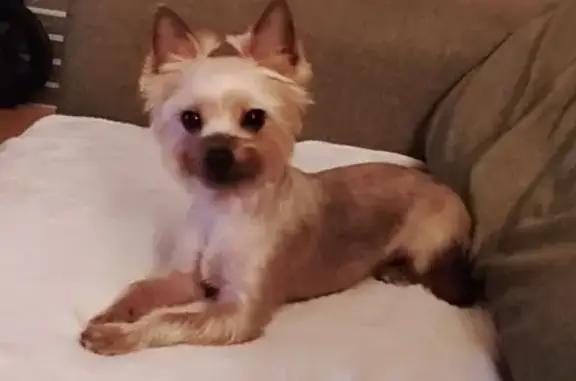 Пропала собака, Липецк - photo