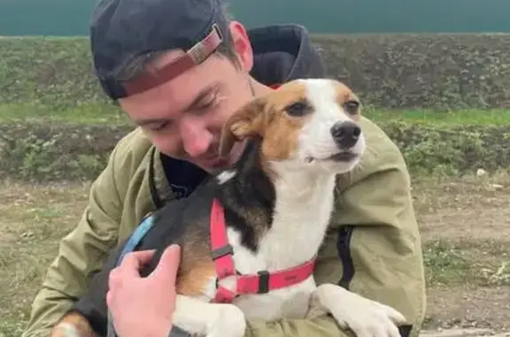 Пропала собака, Москва - photo