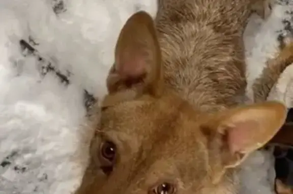 Пропала собака, Пятигорск - photo