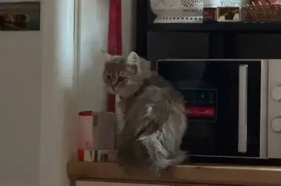 Пропала кошка, Пенза - photo