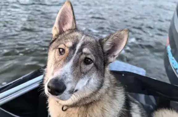 Пропала собака, Заречная 13, Кандалакша - photo