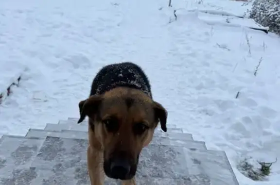 Найдена собака, Турово, фото: Собака найдена, 2 Турово.