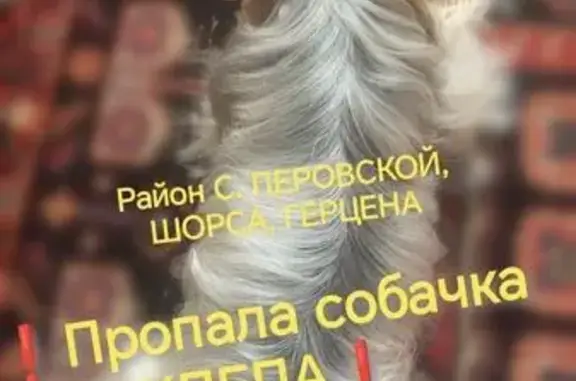 Пропала собака, ул. Заслонова, 42, В. Луки - photo