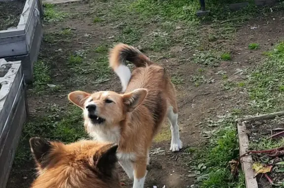 Собаки потеряшки, Атамановское, фото: Потеряшка собака в Атамановском поселении