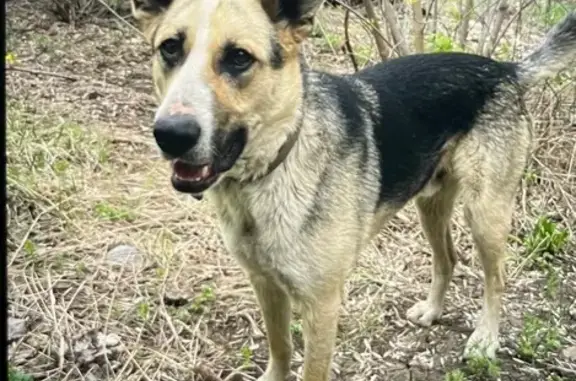 Пропала собака, Петра Дубрава - photo