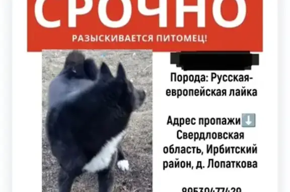Пропала собака: Свердловская обл. - photo