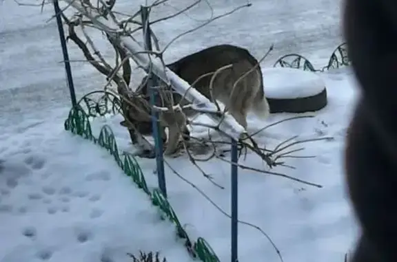 Найдена собака, Волгоград, фото: Хаски найдена: Вельботная 3, Волгоград